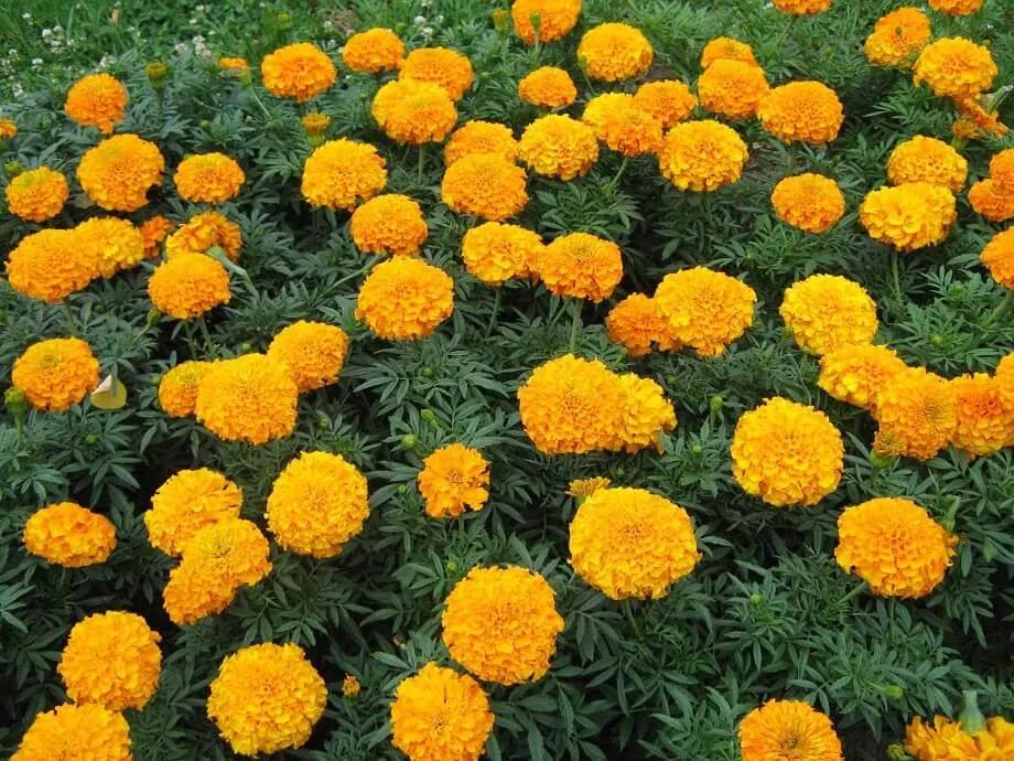 Kỹ thuật bấm ngọn hoa Vạn Thọ đúng thời điểm theo hướng dẫn cách trồng hoa trang trí sân vườn