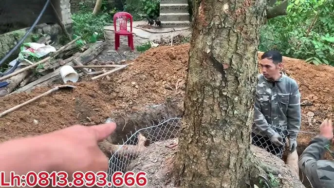 Kỹ thuật bọc và cố định bầu đất bằng lưới B40 cho cây mít lớn