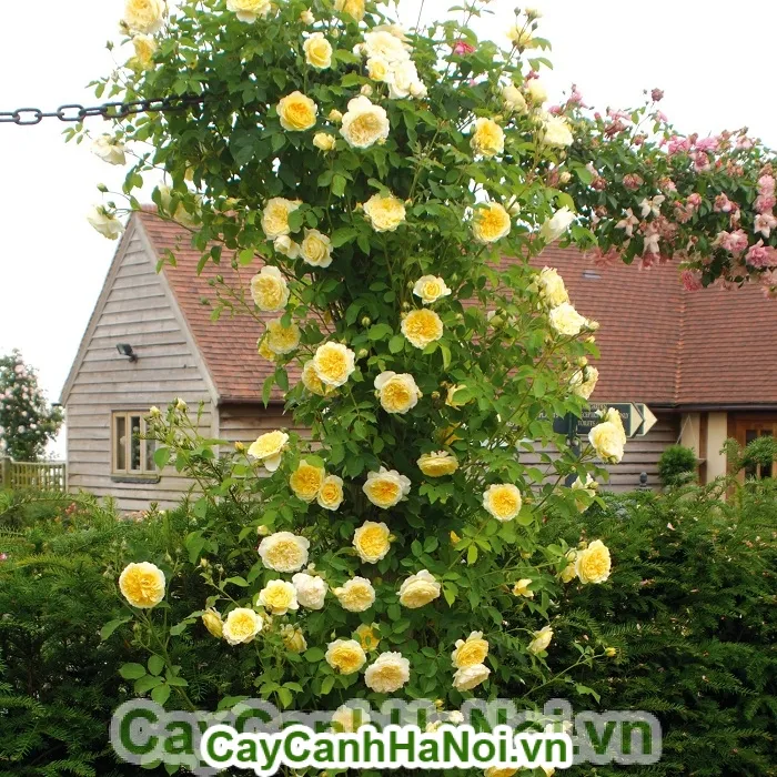 Kỹ thuật bón phân hữu cơ cho gốc hồng leo đúng cách