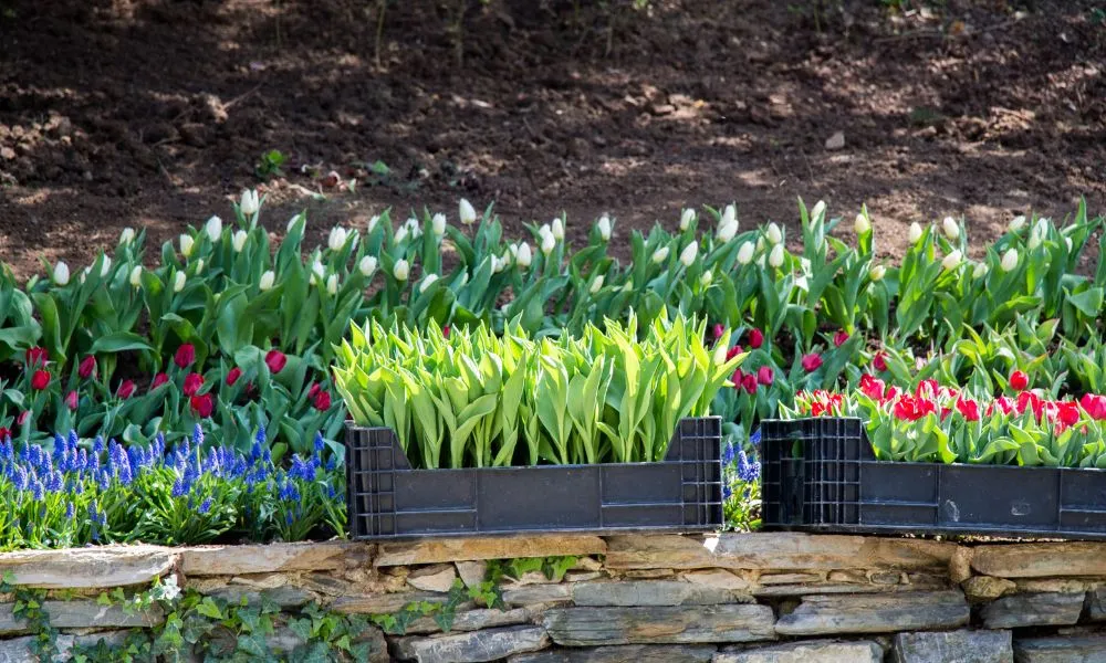 Kỹ Thuật Bón Phân Hữu Cơ Trong Cách Trồng Hoa Tulip