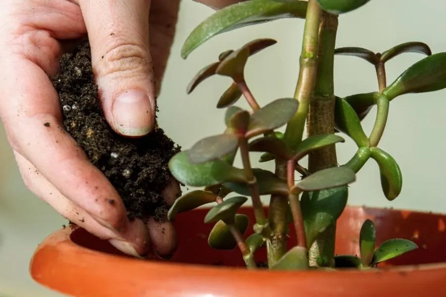 Kỹ thuật bón phân NPK cho cây ngọc bích cần được pha loãng và áp dụng đúng cách