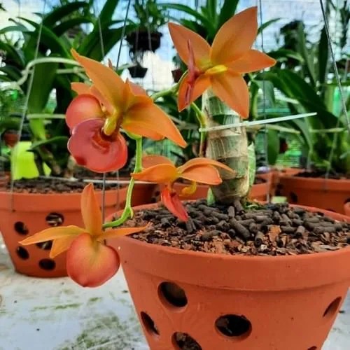 Kỹ thuật bón phân trùn quế viên nén SFARM cho hoa lan đúng cách