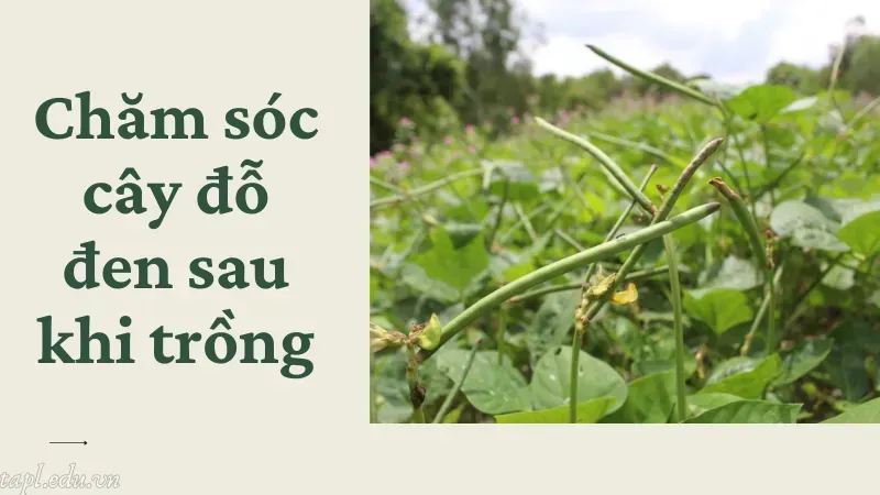 Kỹ thuật bón phân và chăm sóc định kỳ cho cây đỗ đen