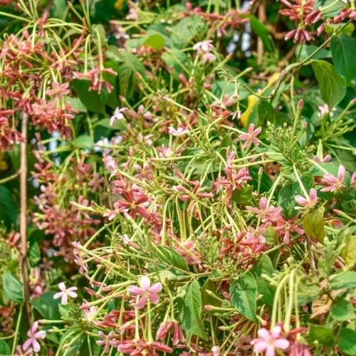 Kỹ thuật bón phân và chăm sóc hoa quân tử trong chậu