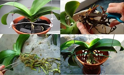 Kỹ thuật bón phân và chăm sóc lan hồ điệp phục hồi