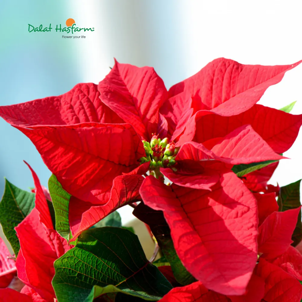 Kỹ thuật bón phân và tưới nước cho cây trạng nguyên chậu phát triển khỏe mạnh