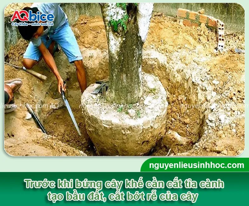 Kỹ thuật bứng cây khế đúng cách, bảo vệ bộ rễ cây khế tối đa khi di chuyển