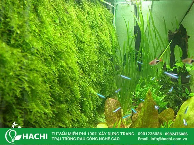 Kỹ thuật buộc thân rễ dương xỉ vào giá thể lũa hoặc đá cảnh