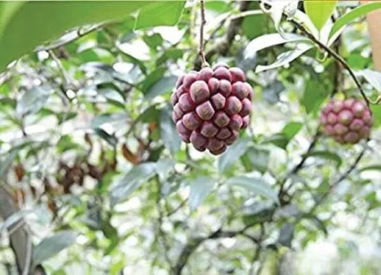 Kỹ thuật cắt tỉa cành cây na rừng để tạo hình tán cây rộng, thông thoáng