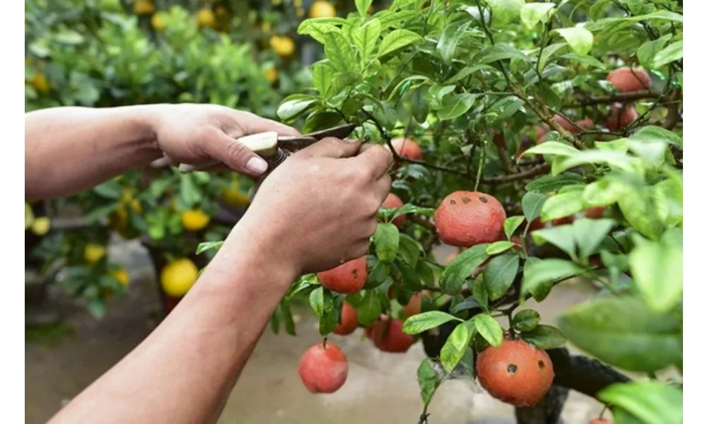 Kỹ thuật cắt tỉa cành giúp cây chanh đào tập trung dinh dưỡng nuôi quả