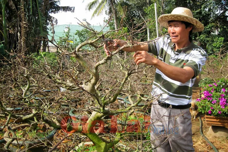 Kỹ thuật cắt tỉa cành mai vàng đúng thời điểm là bước quan trọng nhất trong cách chăm sóc hoa mai sau tết