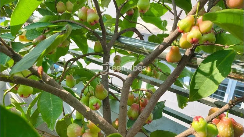 Kỹ thuật cắt tỉa cành mận sau khi thu hoạch để chuẩn bị cho mùa vụ mới