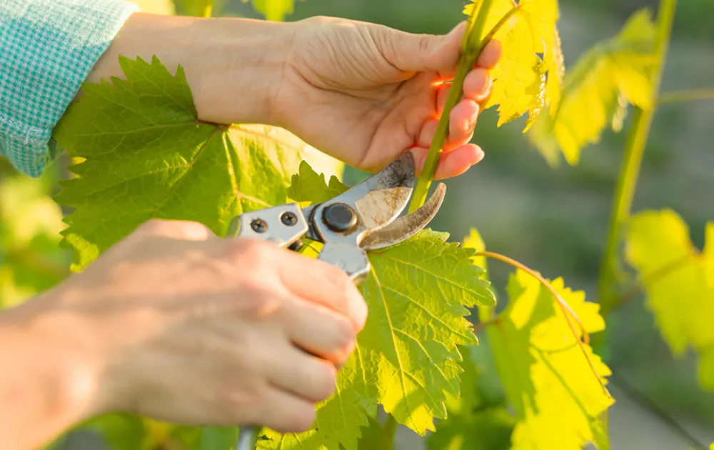 Kỹ thuật cắt tỉa cành nho đúng thời điểm