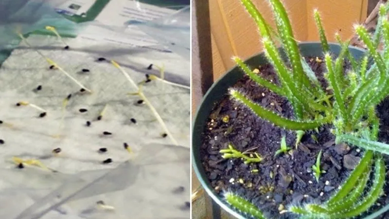 Kỹ thuật cắt tỉa cành thanh long đúng cách giúp cây phát triển khỏe mạnh