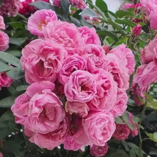 Kỹ thuật cắt tỉa cành và chăm sóc cây tầm xuân leo giàn đúng cách sẽ giúp cây nở hoa rực rỡ