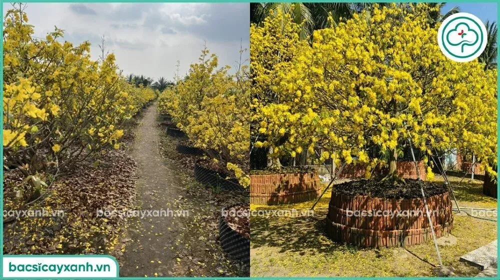 Kỹ thuật cắt tỉa cành và rễ sau khi kết thúc mùa hoa để chăm sóc cây mai vàng phục hồi