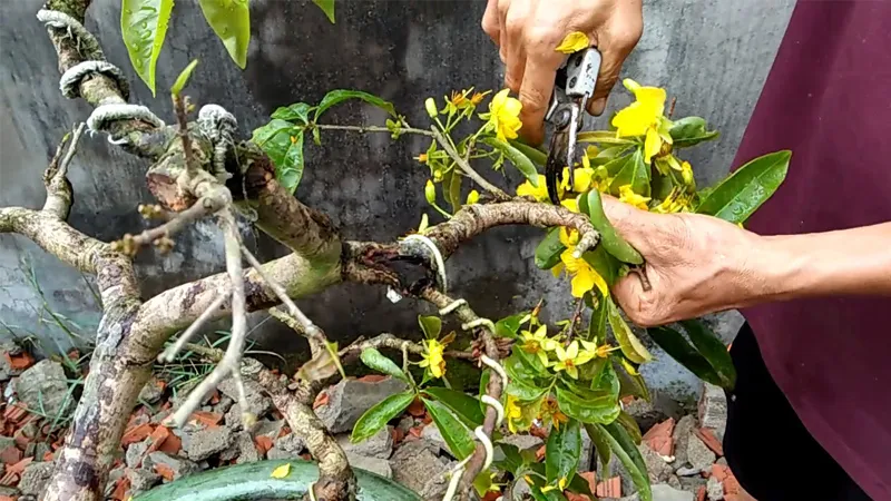 Kỹ thuật Cắt tỉa cành và tạo dáng cho Mai Vàng sau Tết để kích thích ra chồi mới