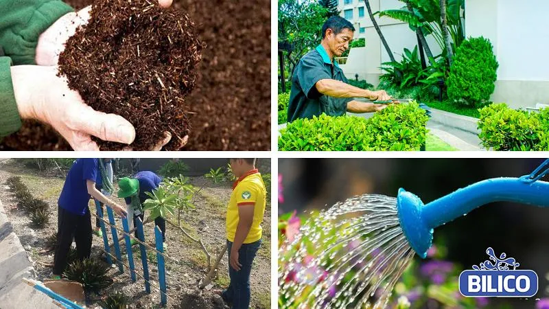 Kỹ thuật cắt tỉa cây chuỗi ngọc làm hàng rào để tạo hình vuông vắn