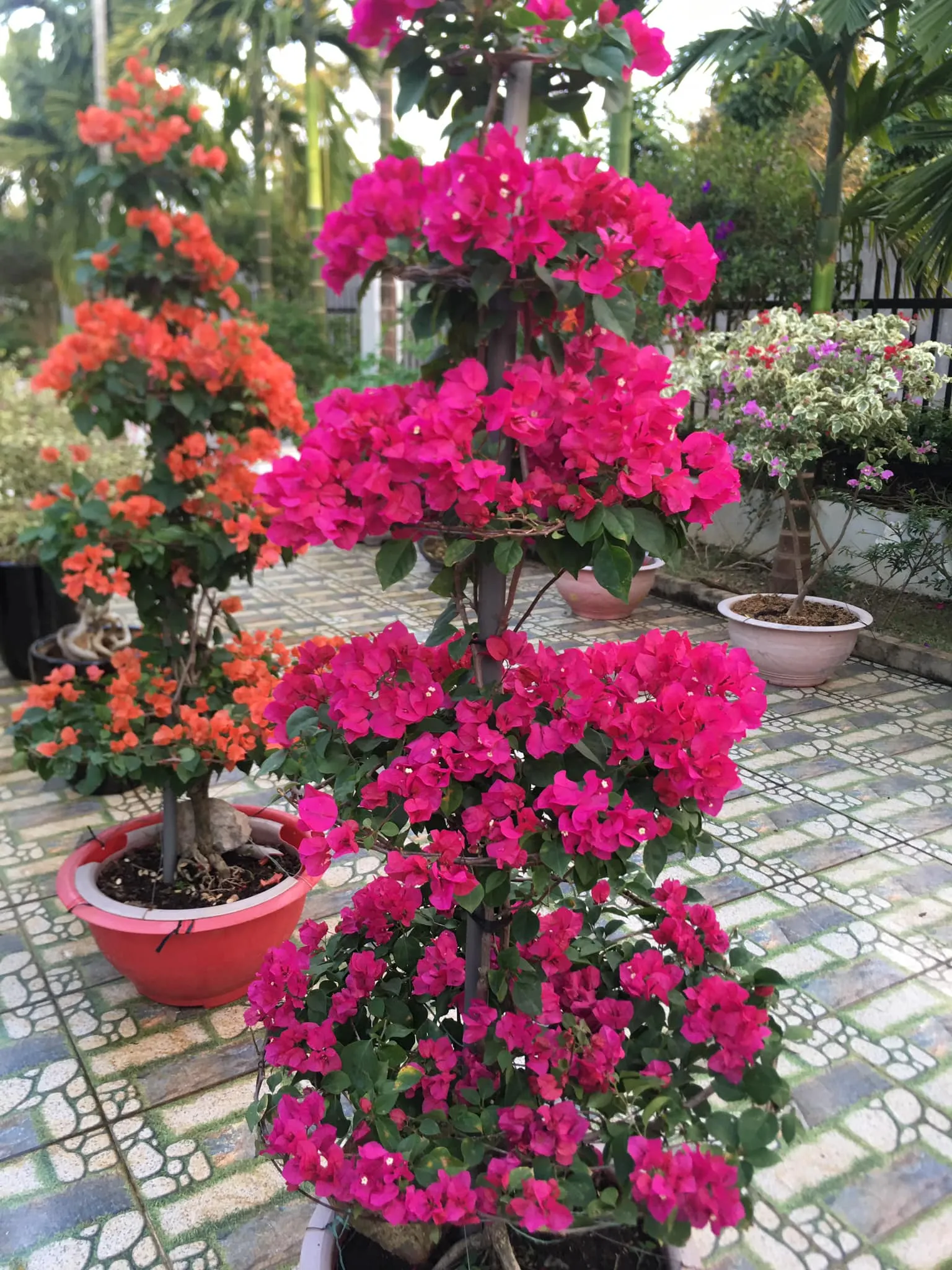 Kỹ thuật cắt tỉa hoa giấy để tạo hình bonsai