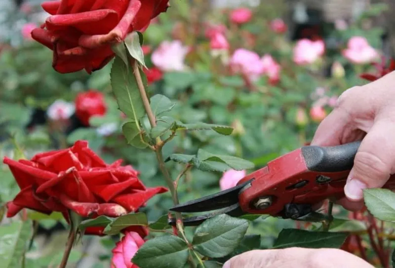 Kỹ thuật cắt tỉa hoa hồng mùa hè giúp cây thích ứng với nhiệt độ cao