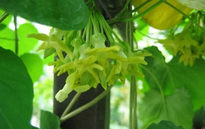 Kỹ thuật cắt tỉa hoa thiên lý để chuẩn bị cho mùa đông