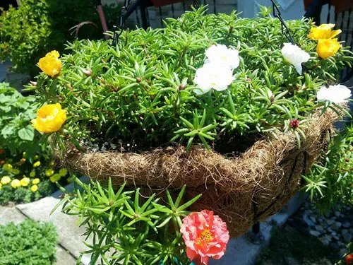 Kỹ thuật cắt tỉa kích thích hoa sam ra nhiều nhánh con và hoa hơn