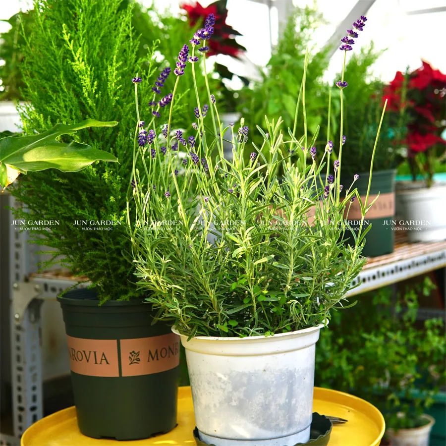 Kỹ thuật cắt tỉa và chăm sóc hoa Oải Hương Lavender tại điều kiện khí hậu Sài Gòn