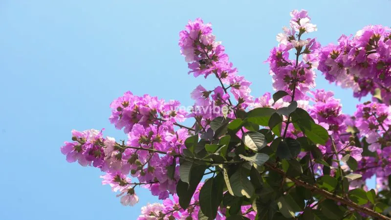 Kỹ thuật cắt tỉa và điều chỉnh ánh sáng là chìa khóa giúp kích thích bằng lăng thái ra hoa liên tục quanh năm