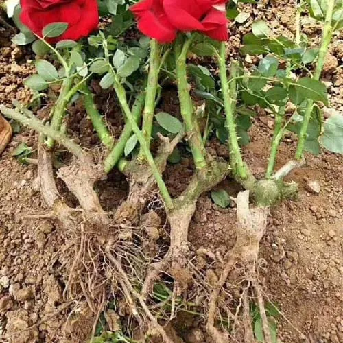 Kỹ thuật cắt tỉa và tạo tán chuyên sâu giúp hoa hồng nở rộ