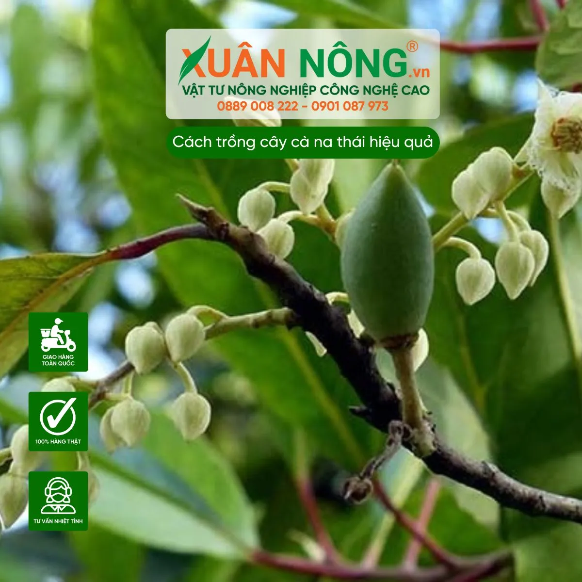 Kỹ thuật cắt tỉa và tạo tán