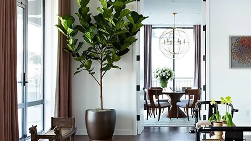 Kỹ thuật chăm sóc ánh sáng cho Cây Bàng Singapore, ưu tiên ánh sáng tán xạ hoặc bóng râm.