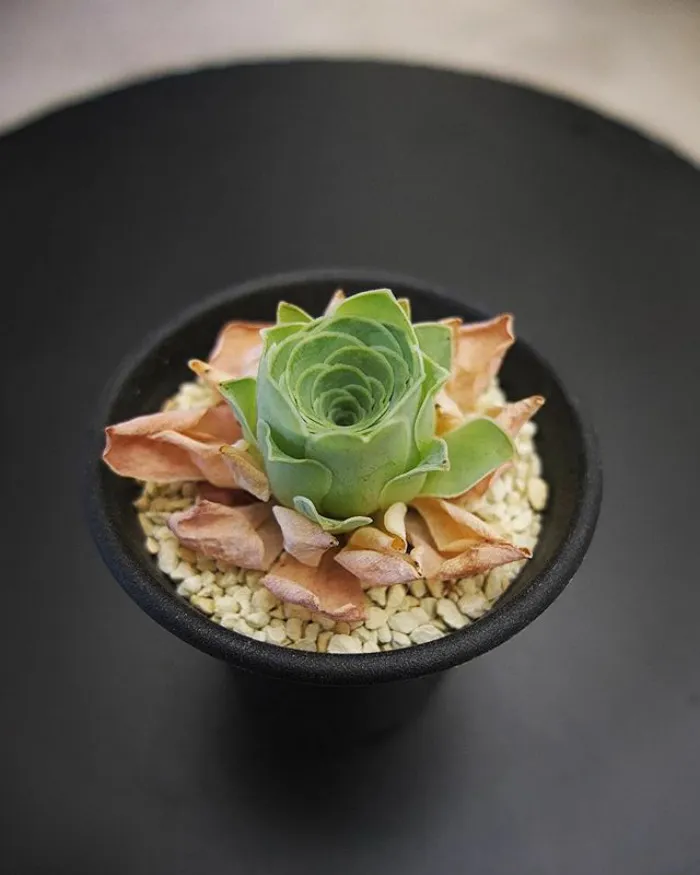 Kỹ thuật chăm sóc cây bỏng trong điều kiện ánh sáng gián tiếp