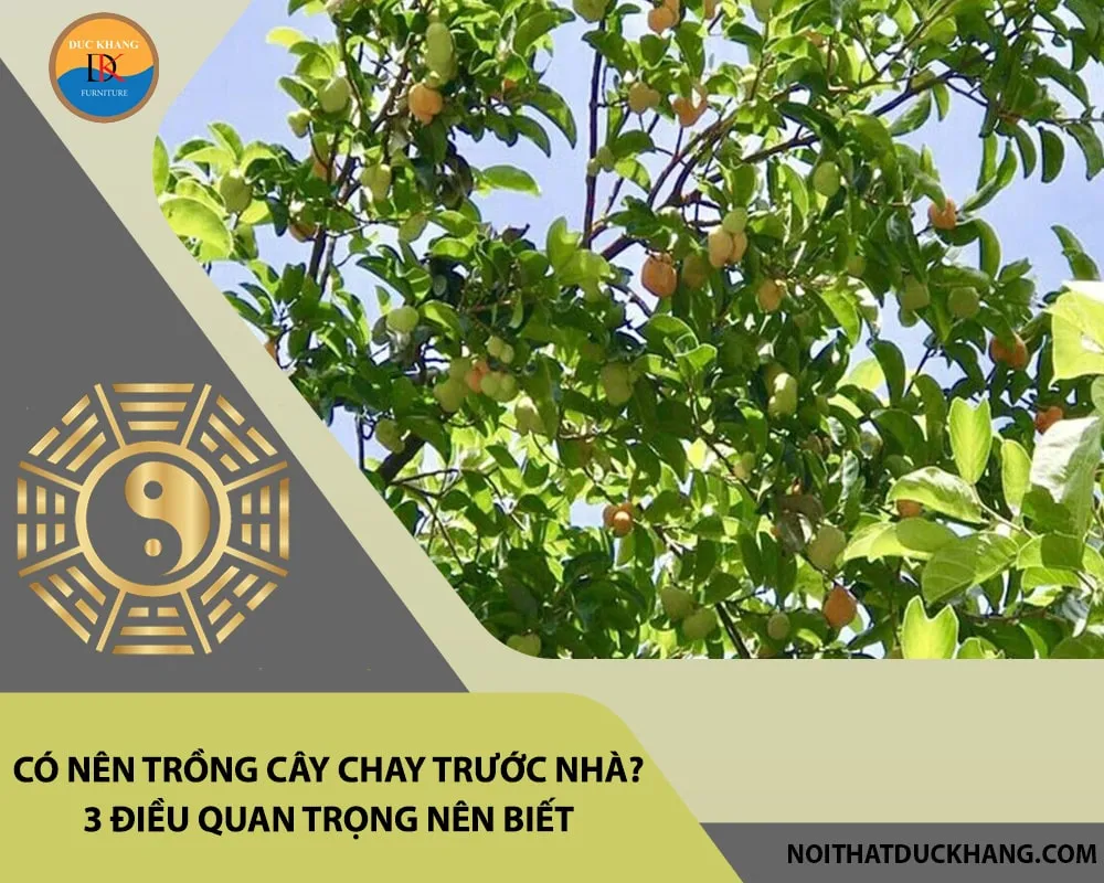 Kỹ thuật chăm sóc cây chay đúng cách giúp cây ra quả sai, đem lại lợi ích kinh tế và ẩm thực