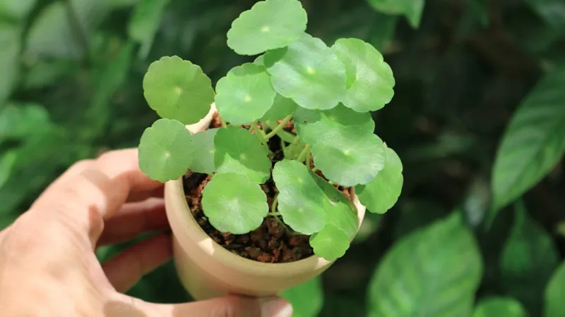 Kỹ thuật chăm sóc cây cỏ đồng tiền bằng cách tưới nước thường xuyên