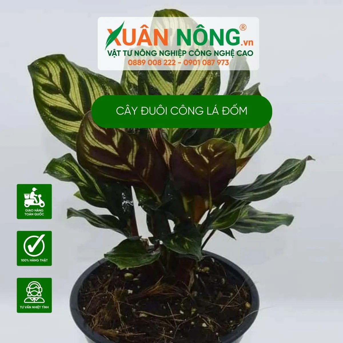 Kỹ thuật chăm sóc cây đuôi công tím, đảm bảo cây nở hoa đều và đẹp