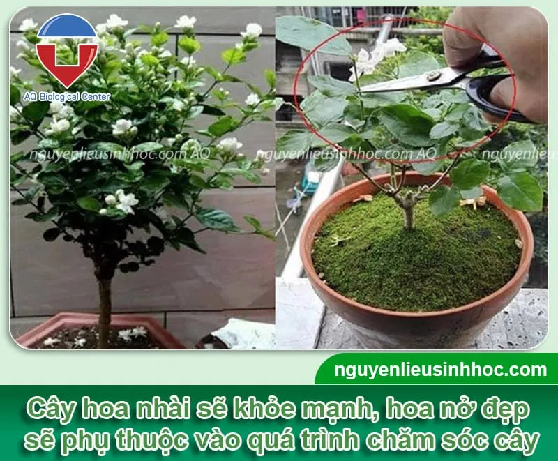 Kỹ thuật chăm sóc cây hoa nhài đúng chuẩn, giúp cây ra hoa nhiều, đều đẹp