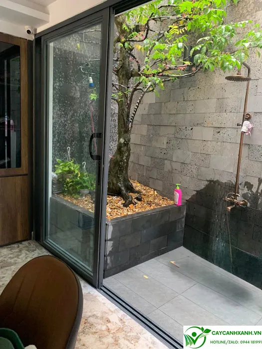 Kỹ thuật chăm sóc cây khế chua được trồng trong giếng trời