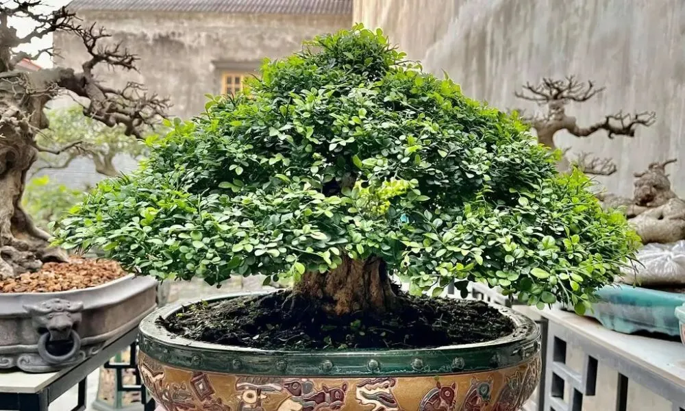 Kỹ thuật chăm sóc cây Nguyệt Quế đơn giản nhưng hiệu quả để cây luôn xanh tốt