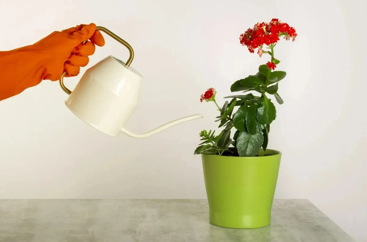 Kỹ thuật chăm sóc cây sống đời lá dài