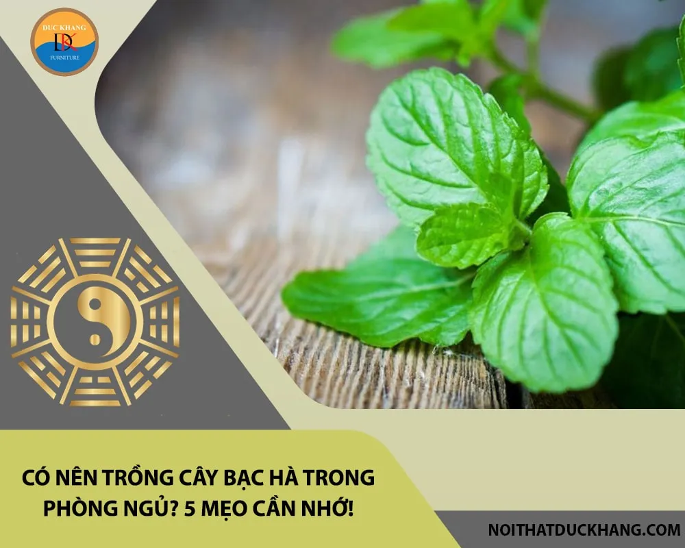 Kỹ thuật chăm sóc có nên trồng cây bạc hà trong phòng ngủ