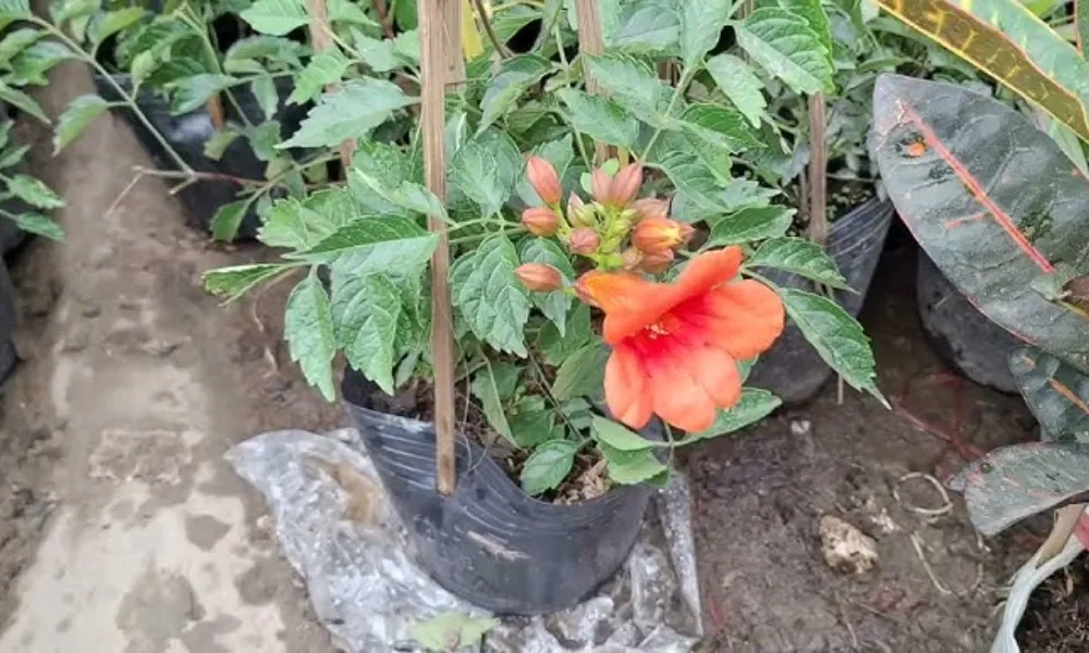 Kỹ thuật chăm sóc hoa đăng tiêu: Cắt tỉa và bón phân định kỳ