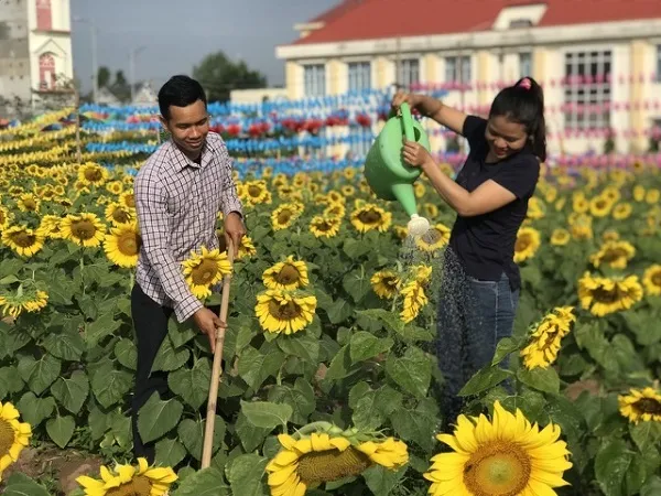 Kỹ thuật chăm sóc hoa hướng dương sau khi trồng