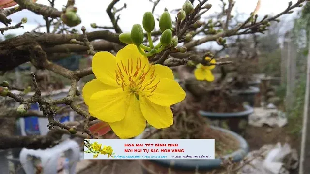 Kỹ thuật chăm sóc hoa mai vàng ở miền Bắc để ra hoa đúng dịp Tết