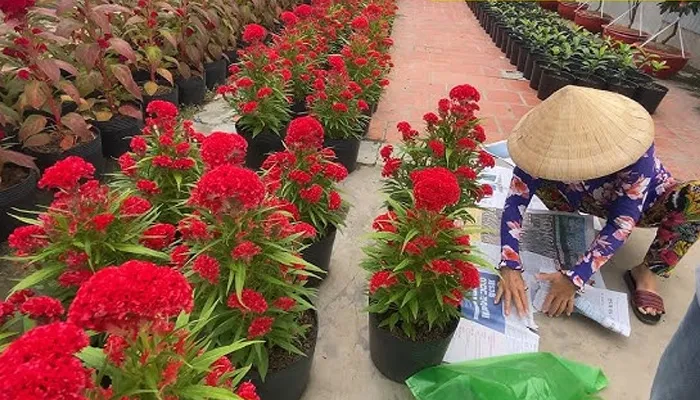 Kỹ thuật chăm sóc hoa mào gà lửa đúng dịp Tết bao gồm cả việc bấm ngọn