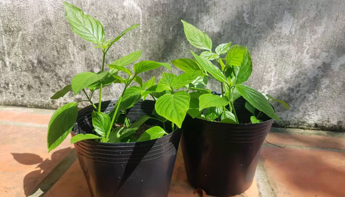 CÁCH TRỒNG HOA GIẤY CẨM THẠCH: Hướng Dẫn Chi Tiết Từ A Đến Z Cho Người Mới Bắt Đầu