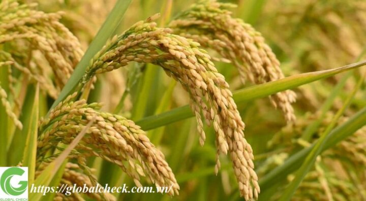 Cách Trồng Cây Lúa Chi Tiết: Hướng Dẫn Kỹ Thuật Từ A Đến Z Cho Năng Suất Cao