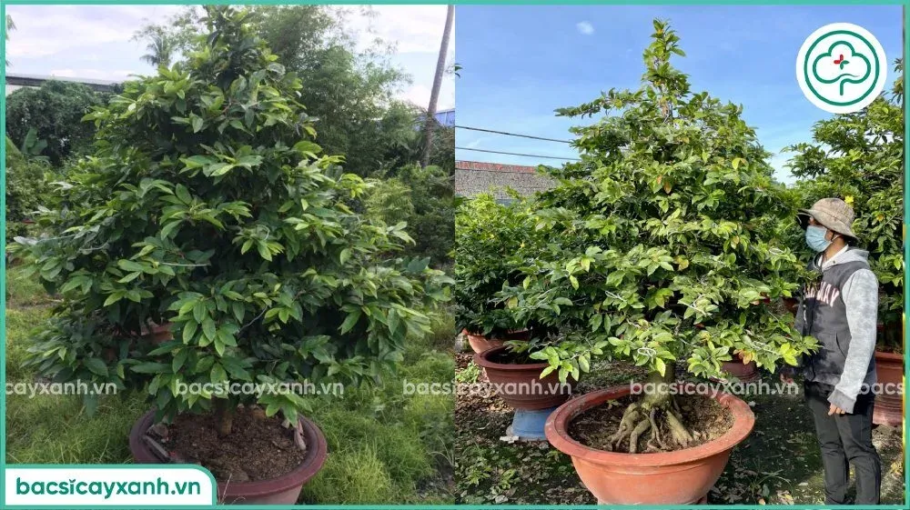 Kỹ thuật chăm sóc mai phát triển