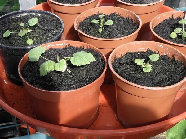 Kỹ thuật chăm sóc mầm non mâm xôi sau khi nảy mầm