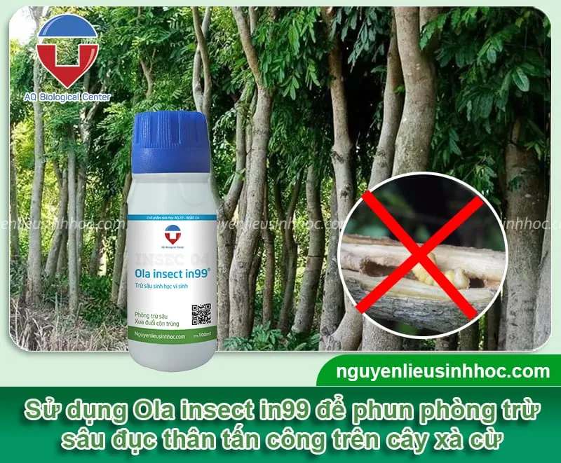 Kỹ thuật chăm sóc nuôi dưỡng cây xà cừ khỏe mạnh không bị sâu bệnh tấn công