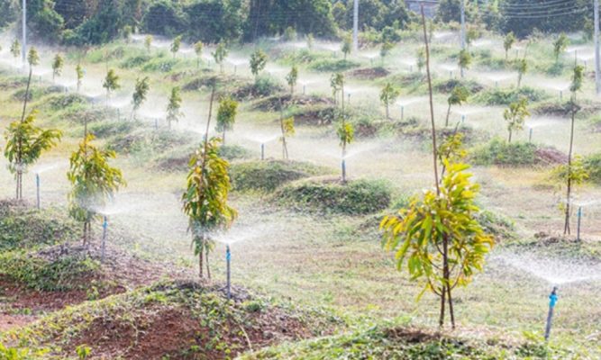 Cách Chăm Sóc Cây Sầu Riêng Con Trong Năm Đầu Đạt Hiệu Quả Tối Ưu